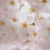 桜透花 一