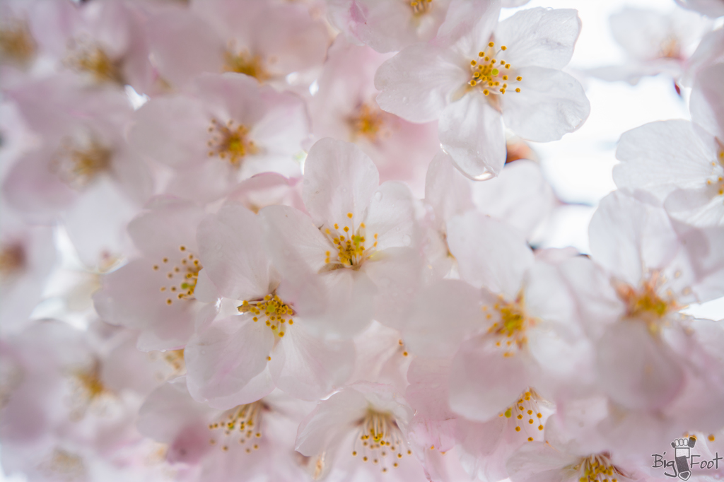 桜透花 二