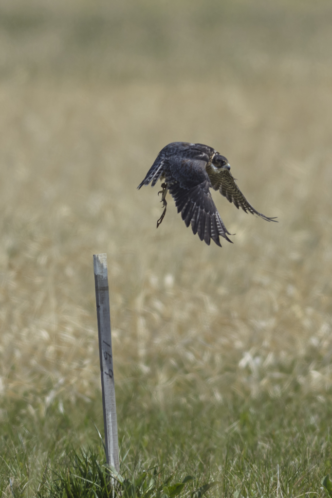 Sky trials 2015 　Take off !!