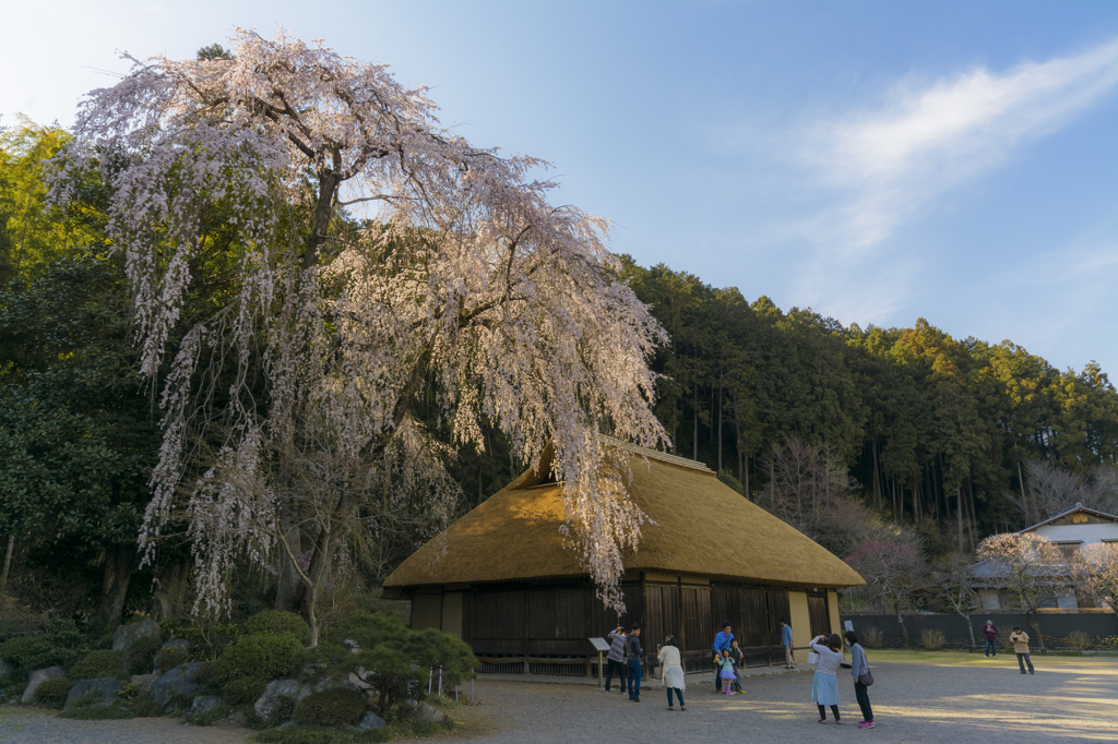 高麗家しだれ桜