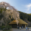 高麗家しだれ桜