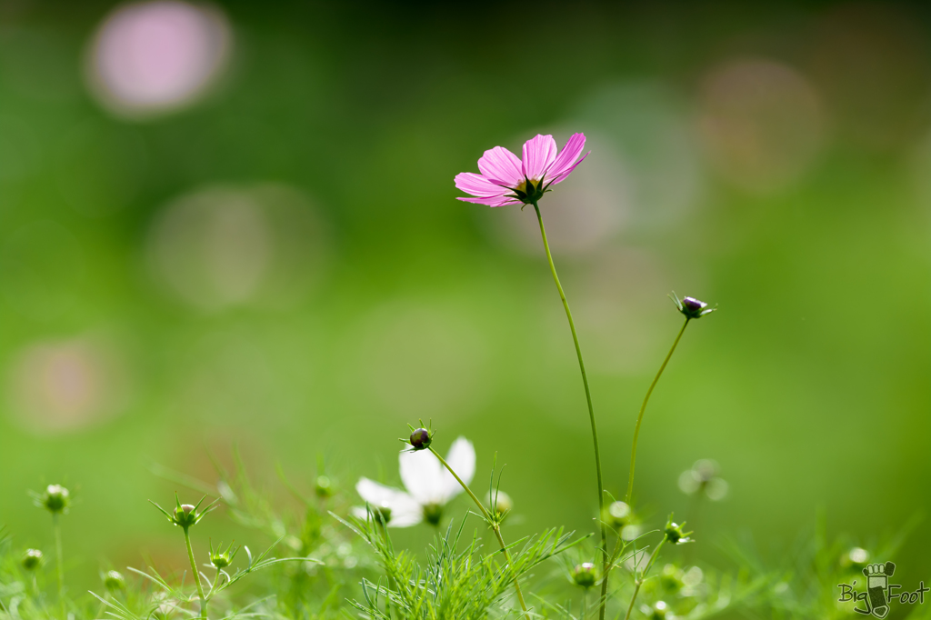 透花光