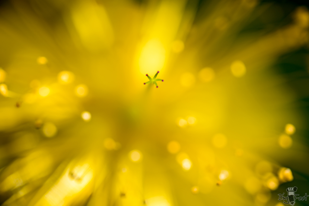 Bigbang in the Flower