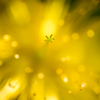 Bigbang in the Flower
