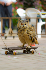 富士花鳥園フクロウショー　01　ON THE  SKATE BOARD