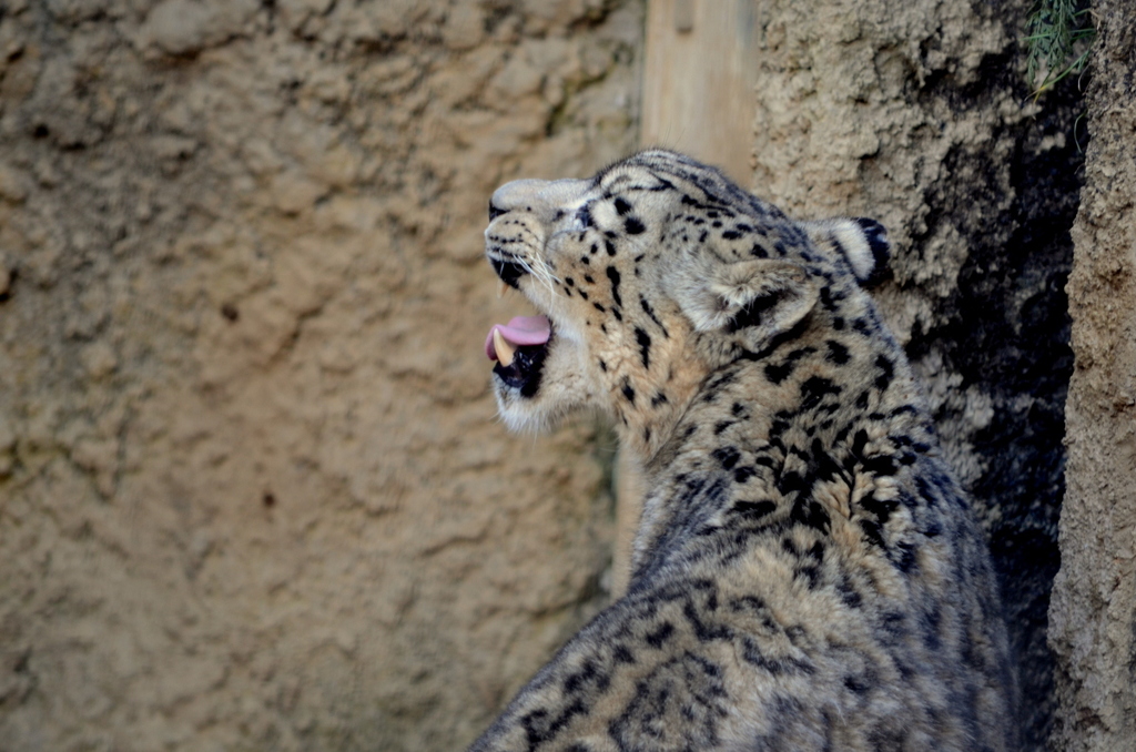 2013_02_23_多摩動物公園JPG (10)