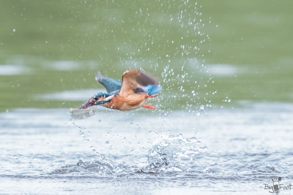 King Fisher Girl 2/4