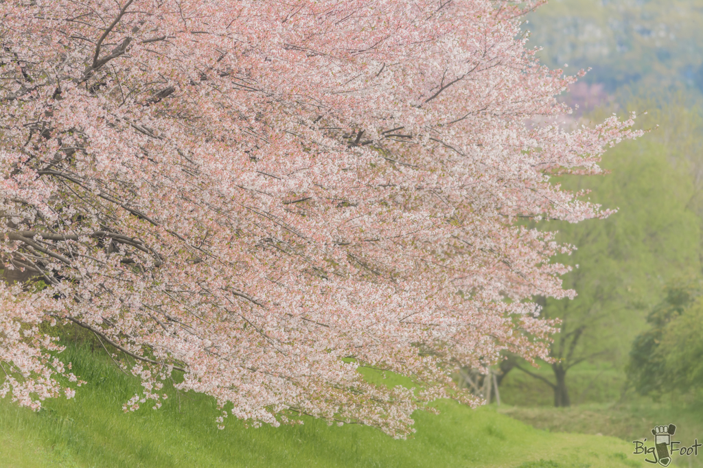 花盛りの面影