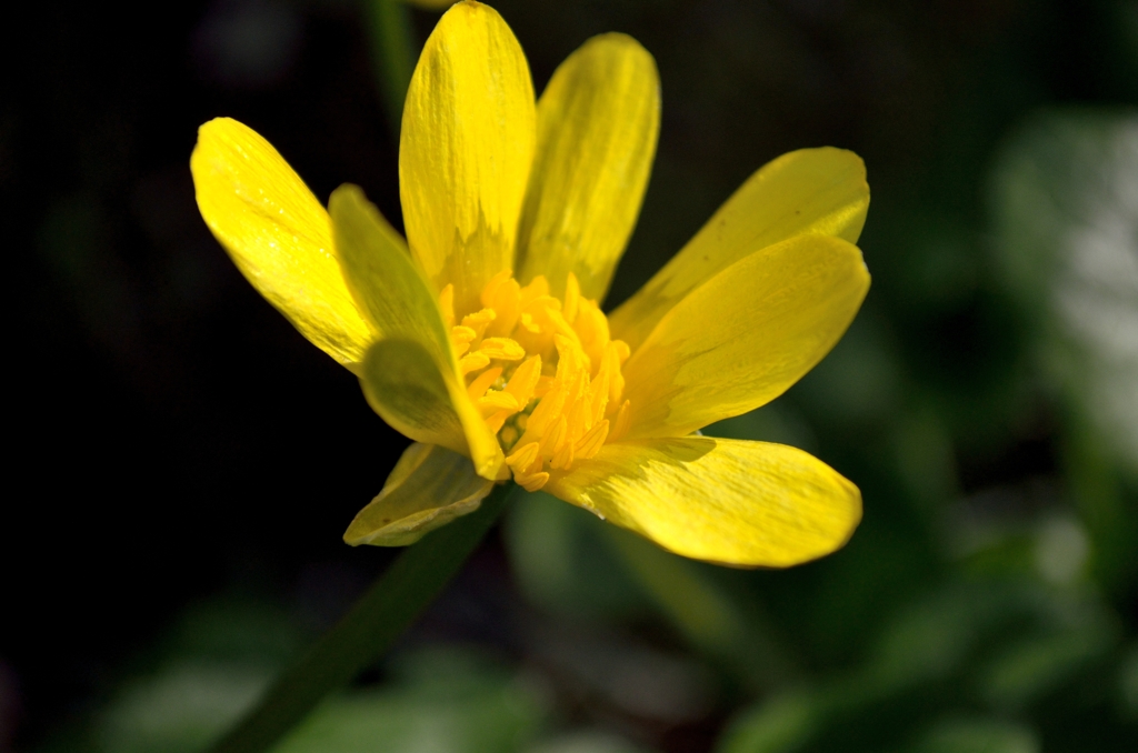 きれいな花だね！なんて花？