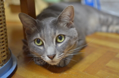 実家猫（弟）2