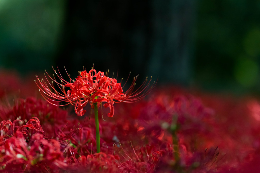 花の中の花