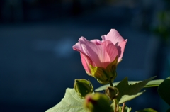 芙蓉　2