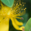 蜜に蜂