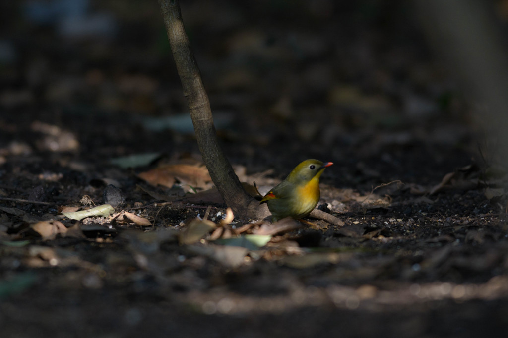 木洩れ日のソウシチョウ