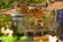 富士花鳥園フクロウショー　04