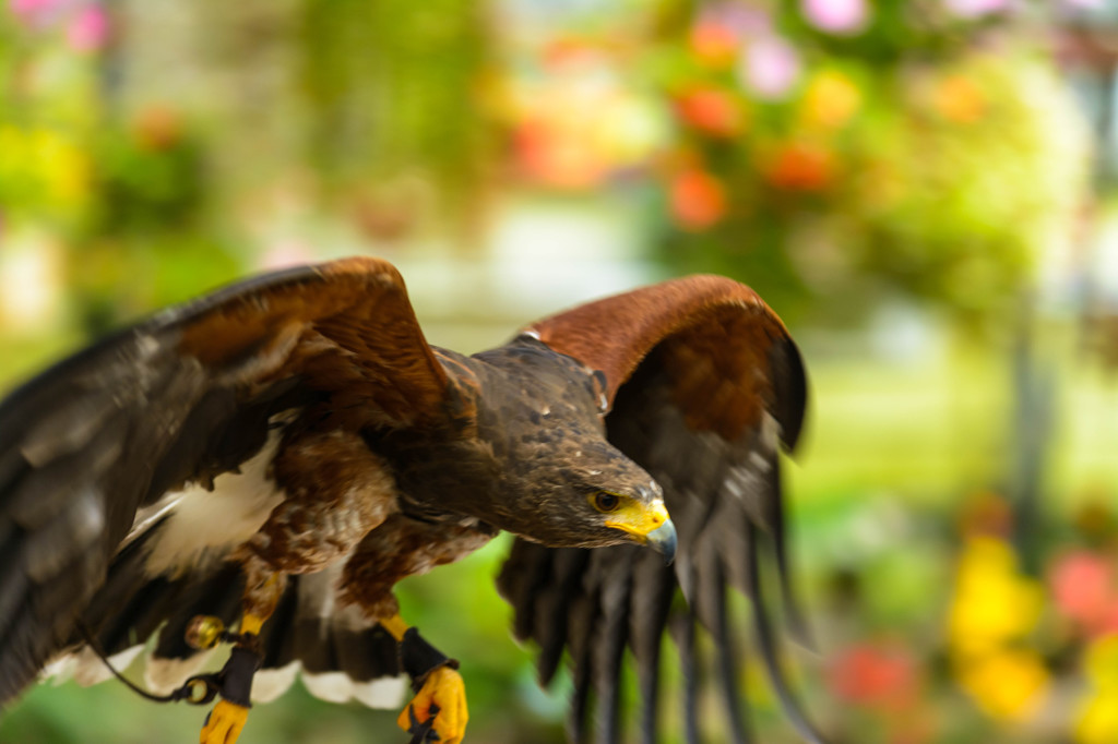 花鳥園