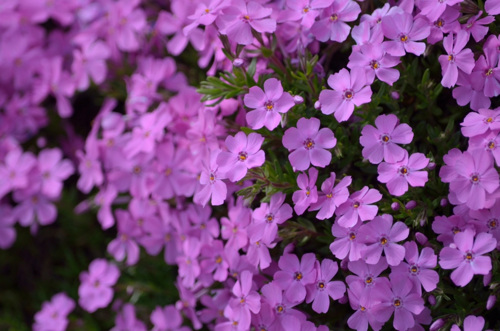 芝桜