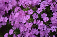 芝桜