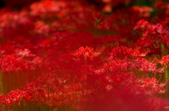 花に染まる 一