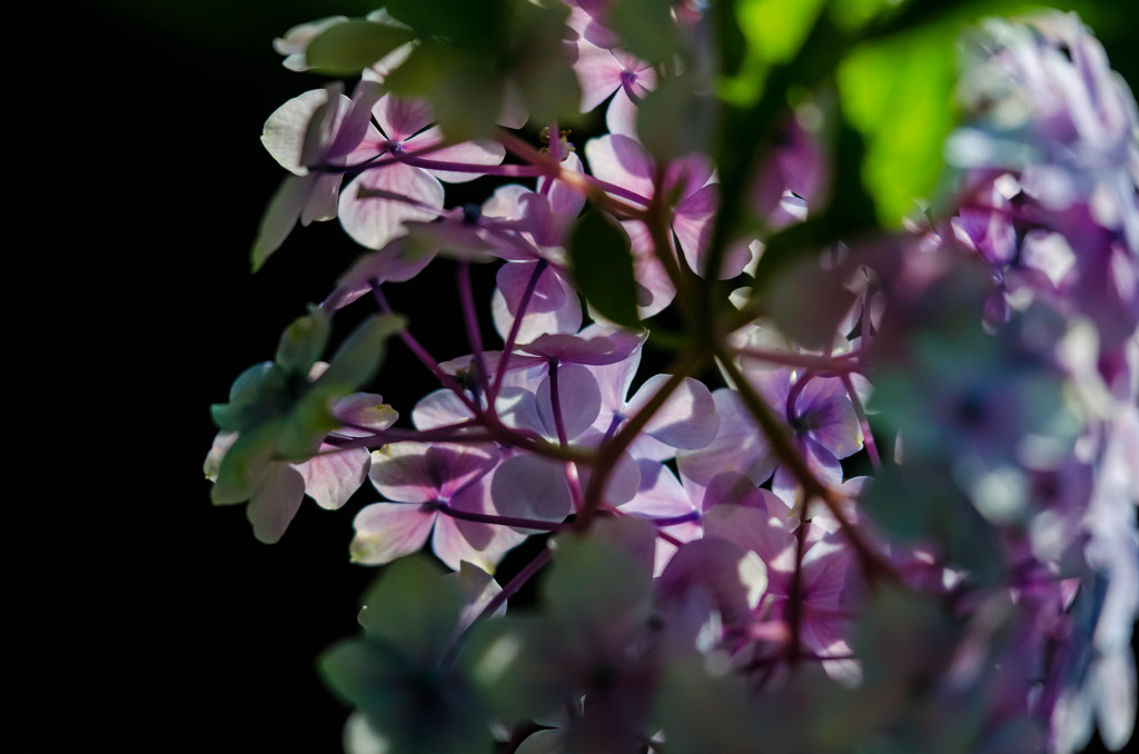 透花光　～紫陽花二～