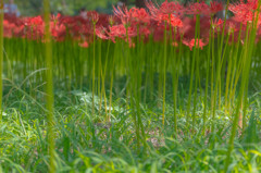 花の下の力持ち