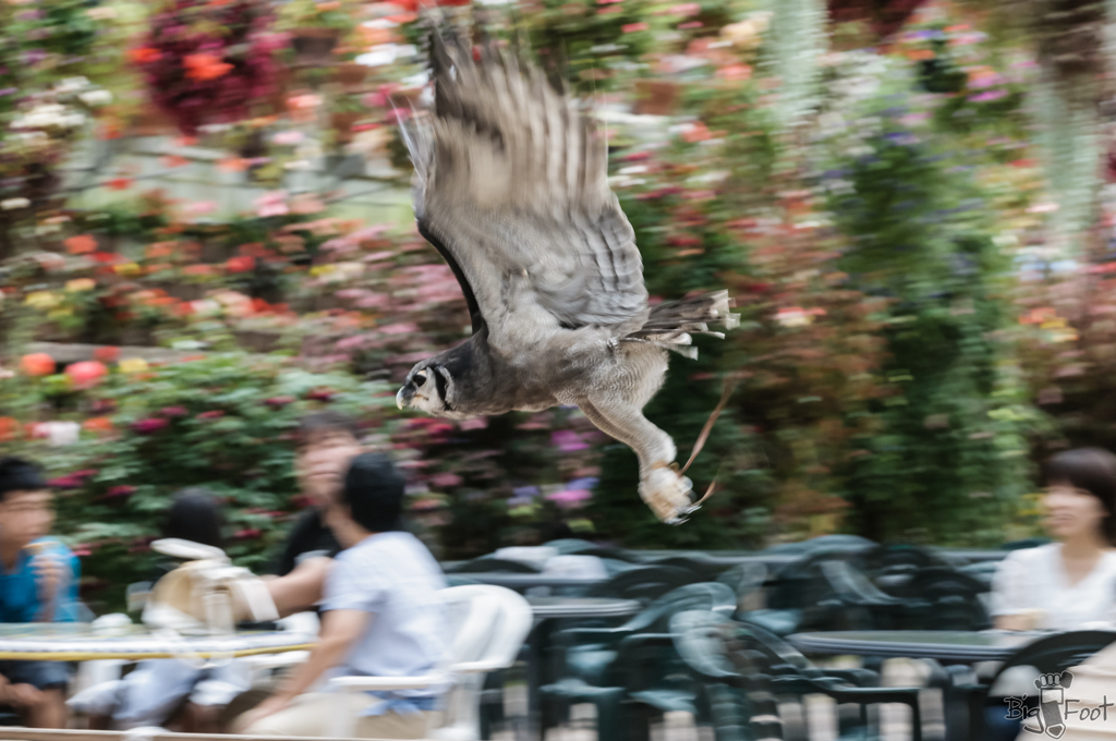 花と人とフクロウと