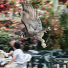 花と人とフクロウと