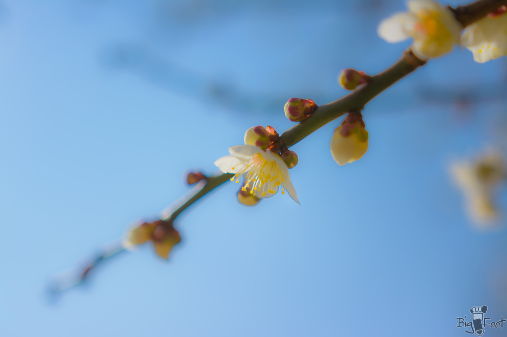 照らされ春