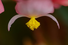 富士花鳥園の草花　12