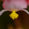 富士花鳥園の草花　12