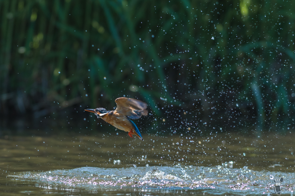 King Fisher Girl  4/6