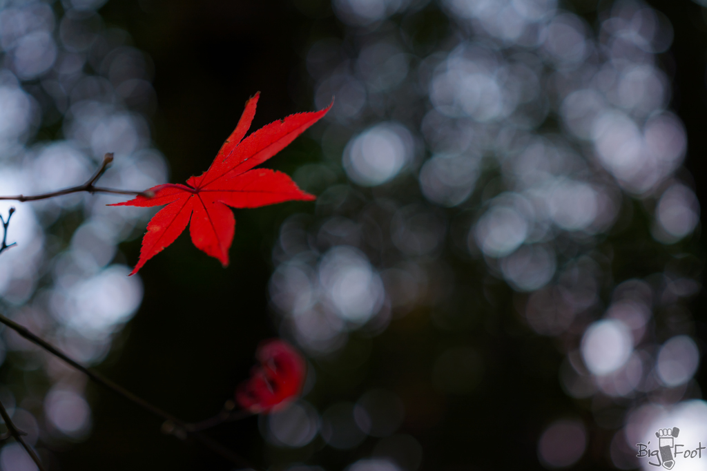 紅、あの木の向こうへ