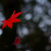 紅、あの木の向こうへ