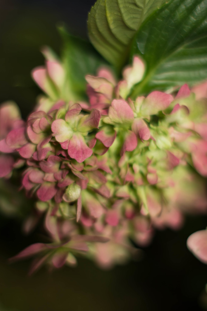 秋紫陽花