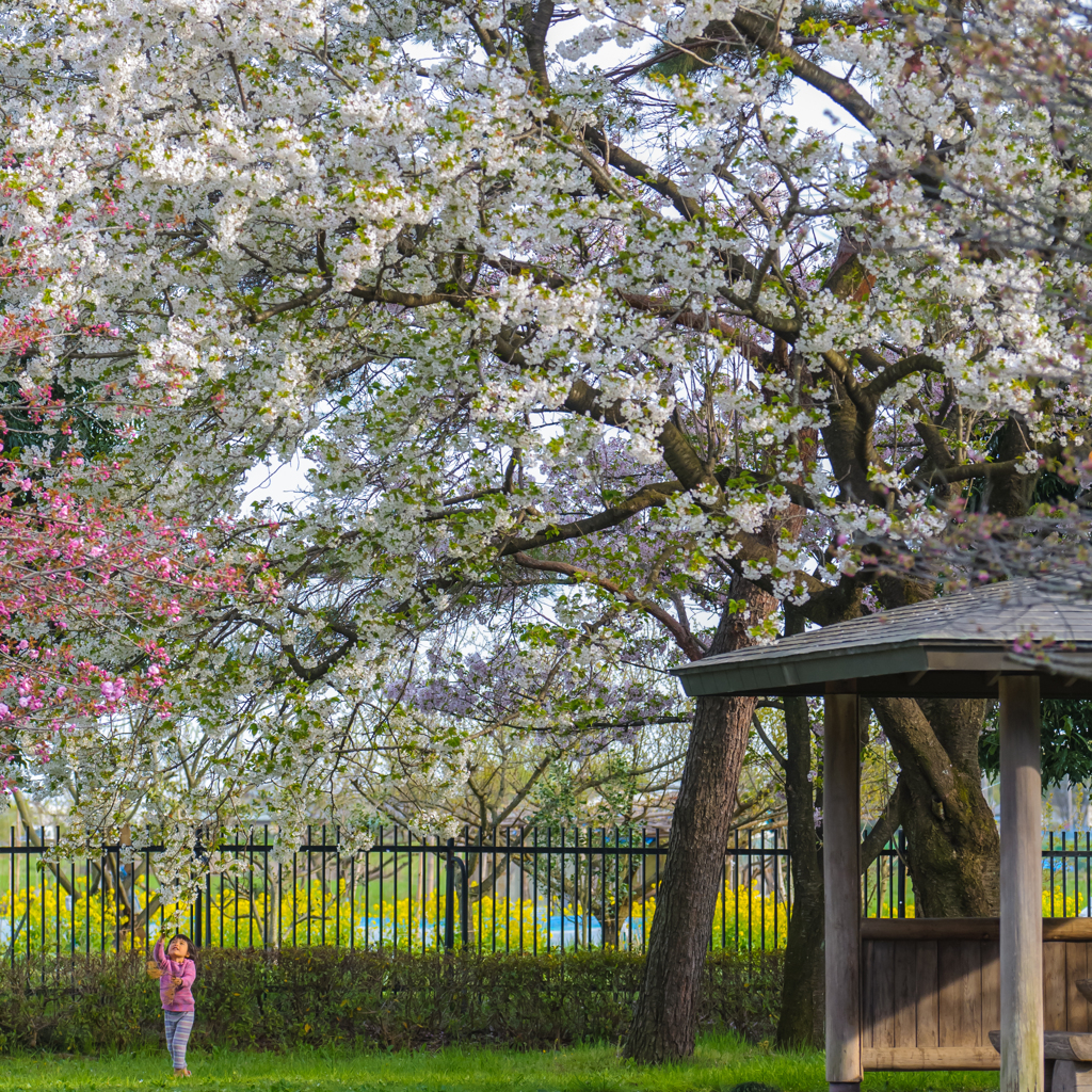 山桜の精