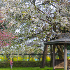 山桜の精