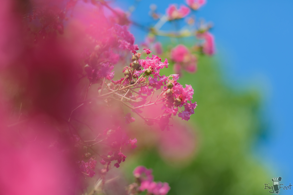 長持ちな花