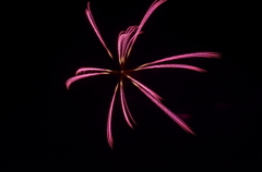 西武園遊園地の花火 2