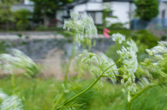 風の刷毛
