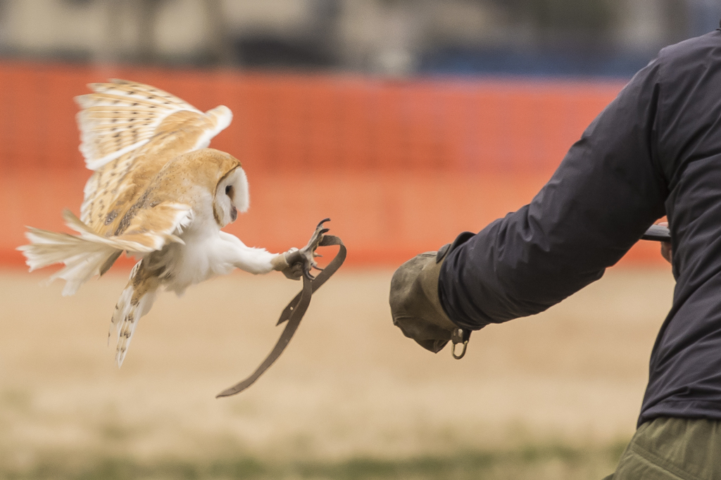 メンフクロウキ~ック