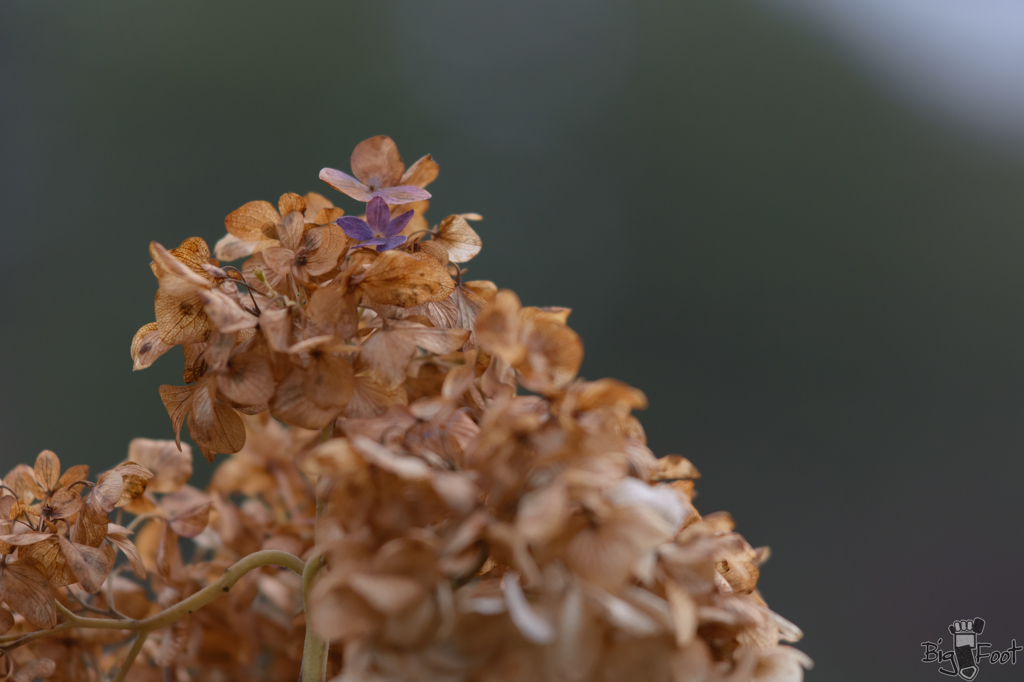 秋の色に残る花の色