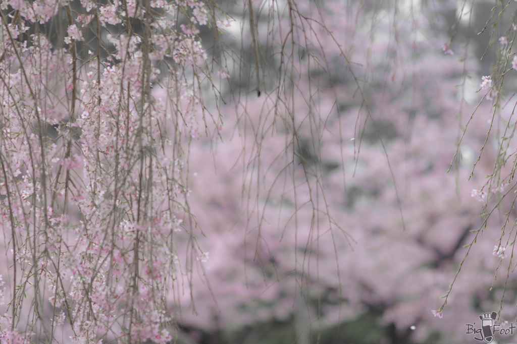 春滝