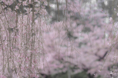 春滝