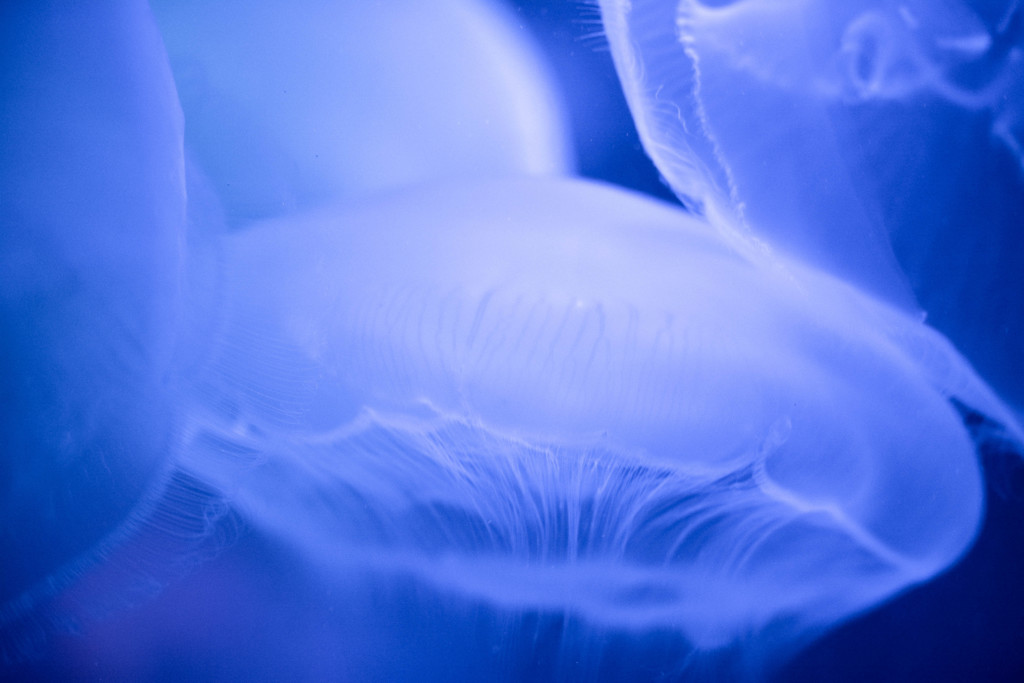 Water steam