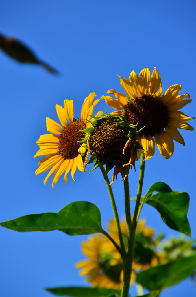 ひまわり 3
