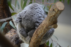 2013_02_23_多摩動物公園JPG (7)
