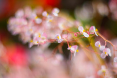 富士花鳥園の草花　03