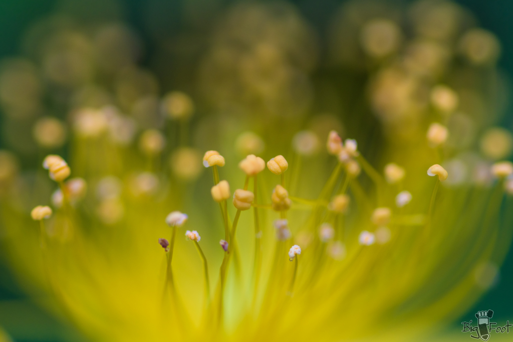 花園を一輪に包む
