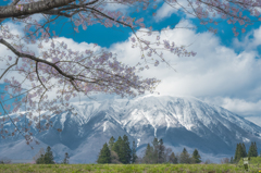 桜越しの岩手山