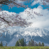 桜越しの岩手山